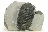 Spiny Drotops Armatus Trilobite - Issoumour, Morocco #289447-3